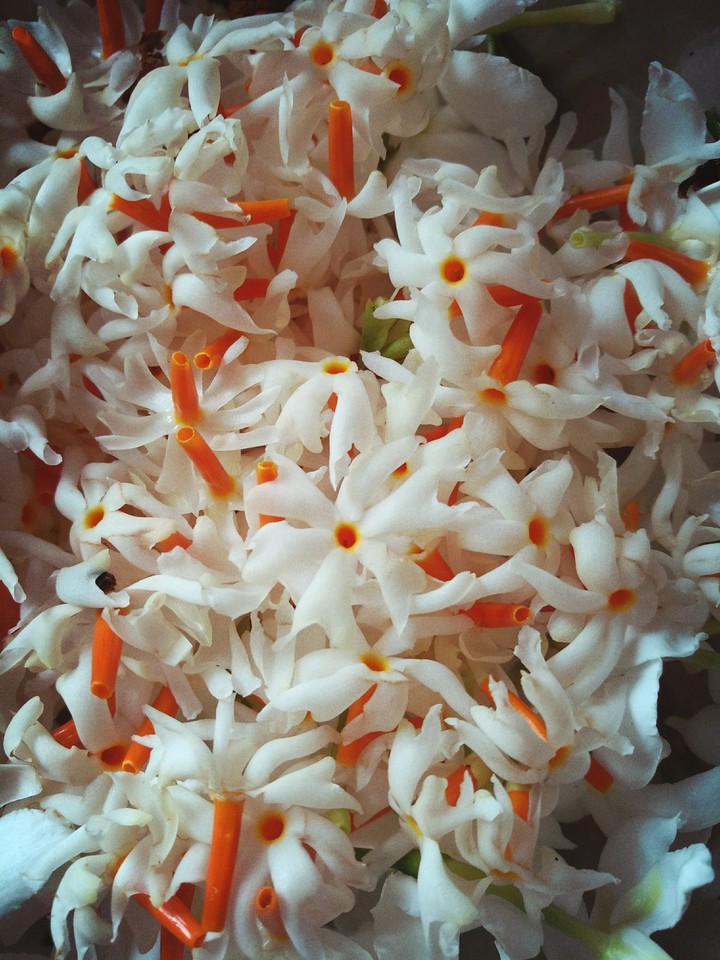 blossom
