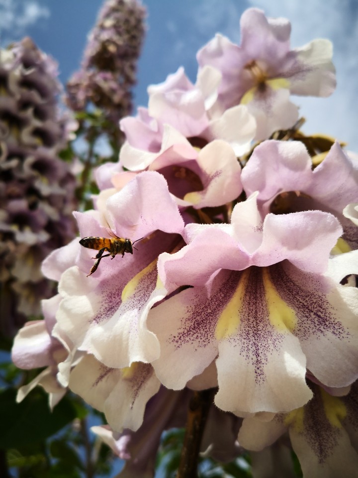 flower