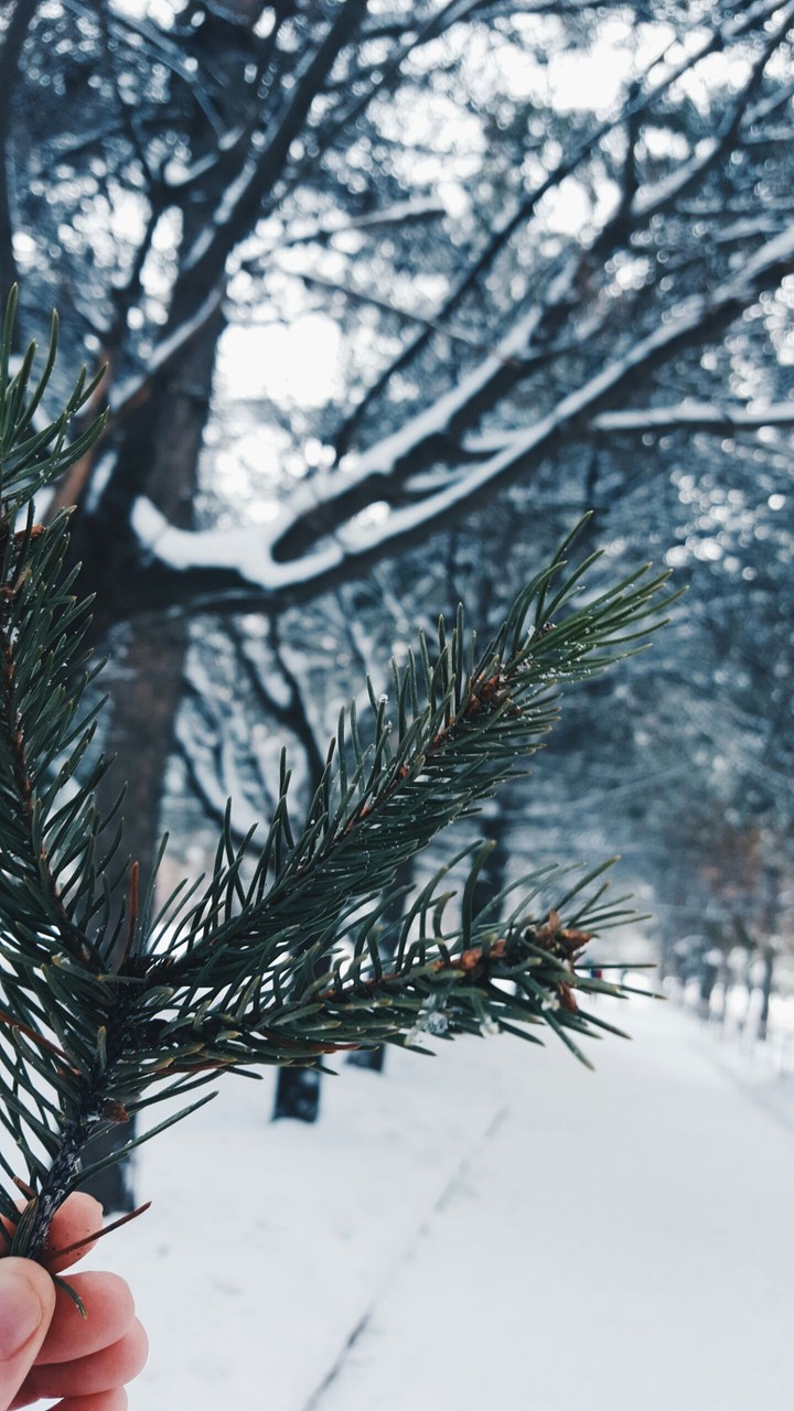winter day