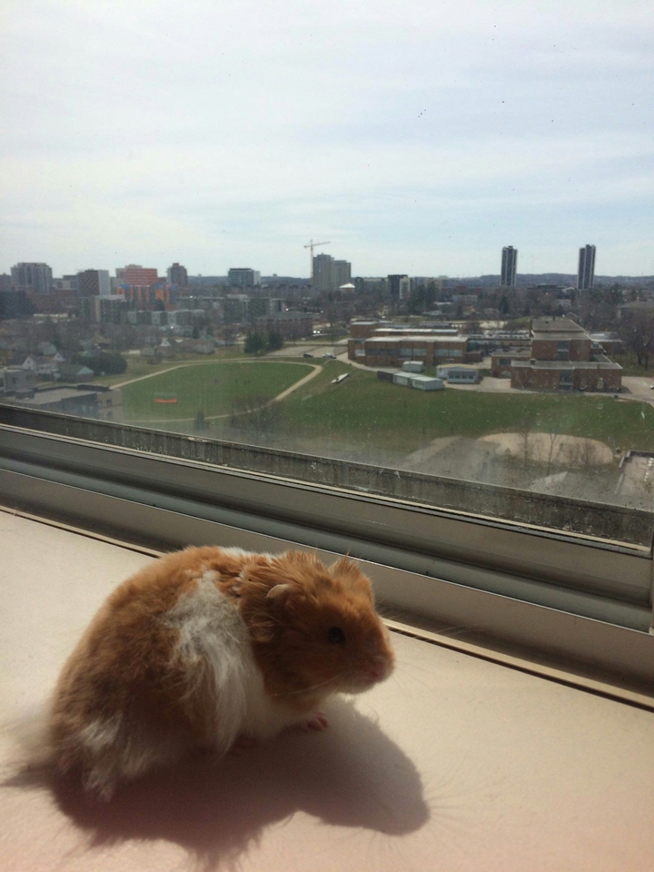 hamster...
