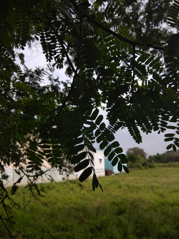 Tree leaf