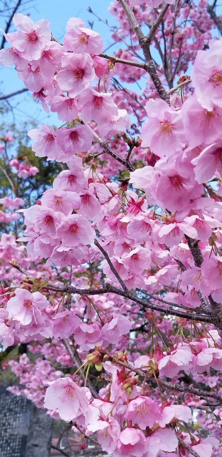 花盛り