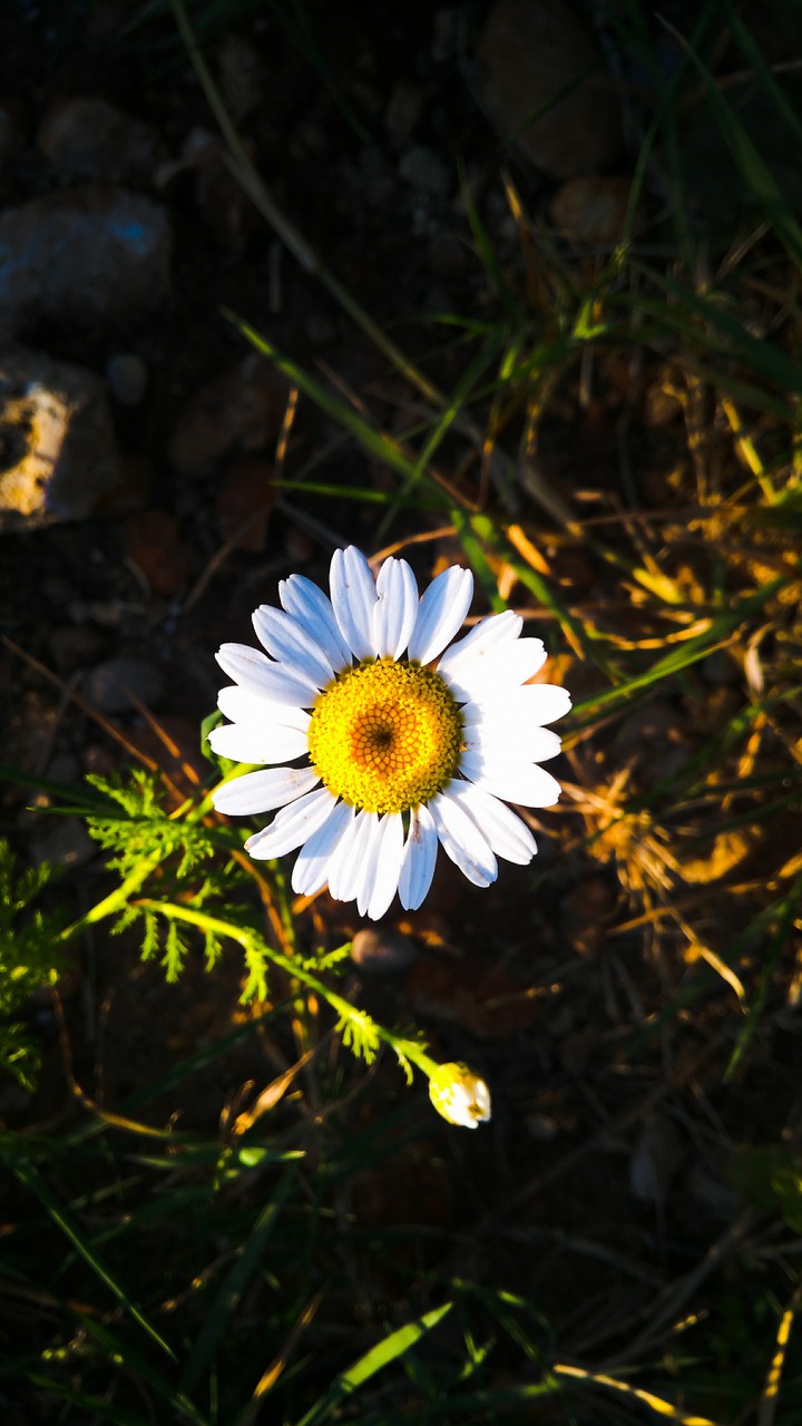 light &flower