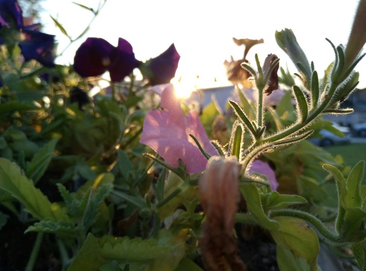 a flower