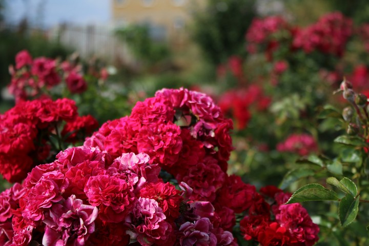 Roses 