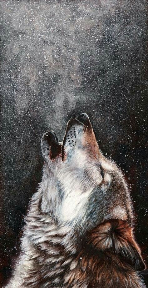 wolf