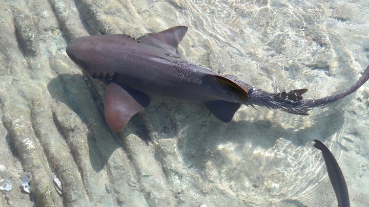 shark