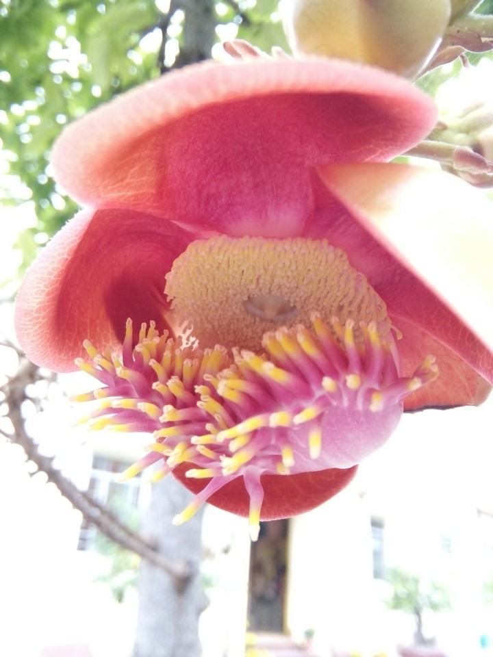 flower love