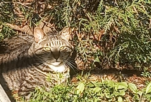 hình nền whiskers, felidae