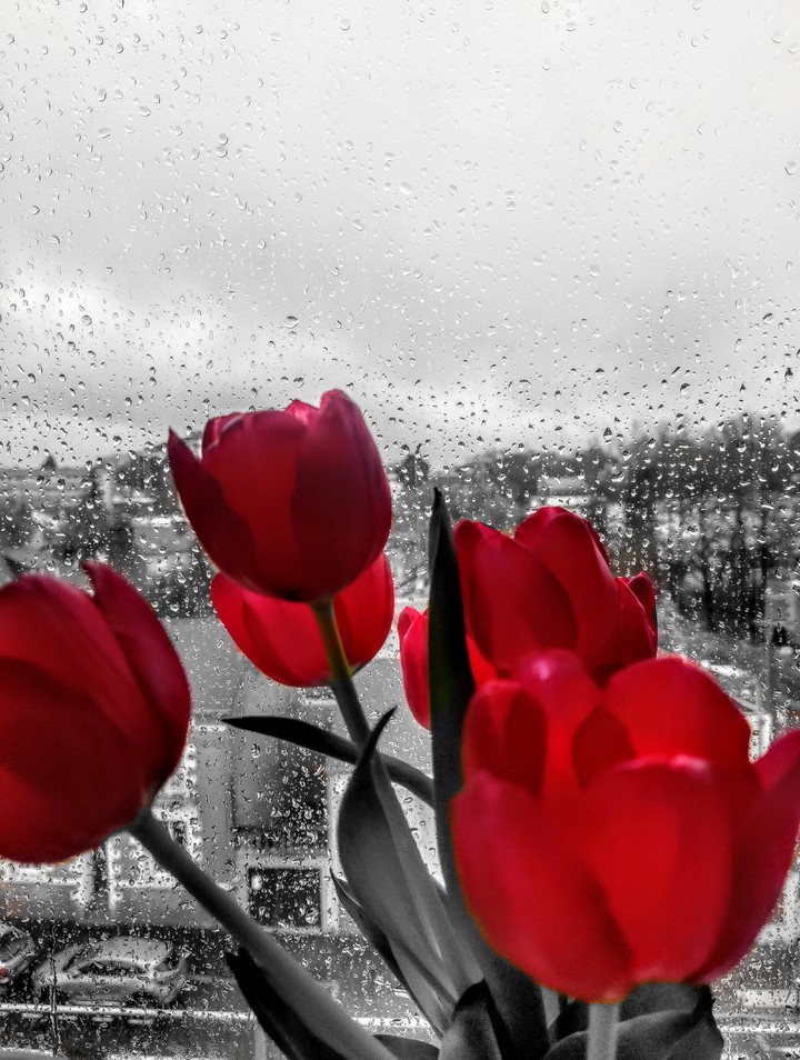 red tulips