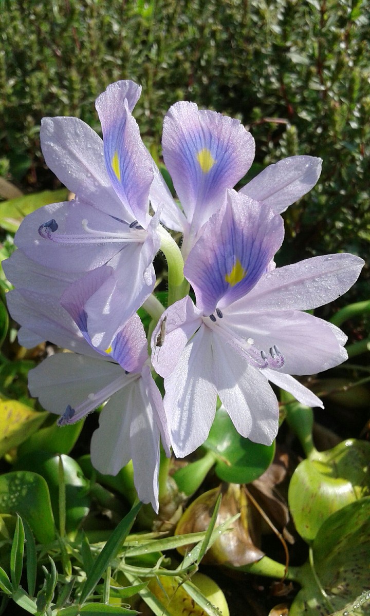 কচুরি ফুল