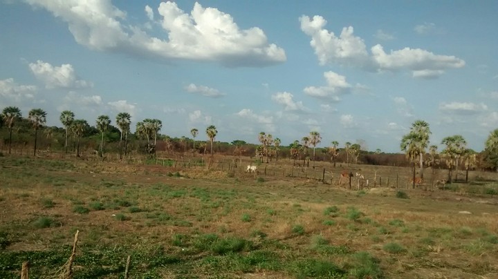 Natureza Longá
