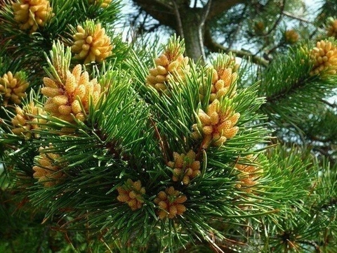 tree, branch वॉलपेपर