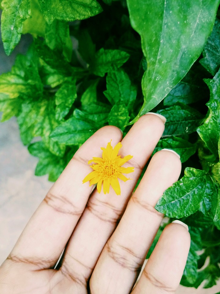 lil flower