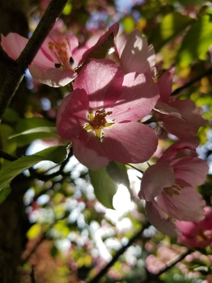 Cherry blossoms