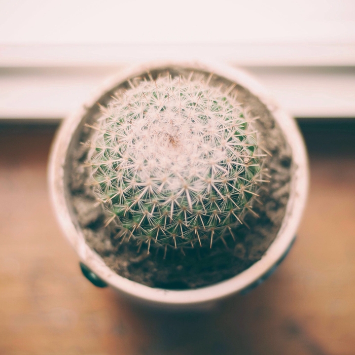 cactus 