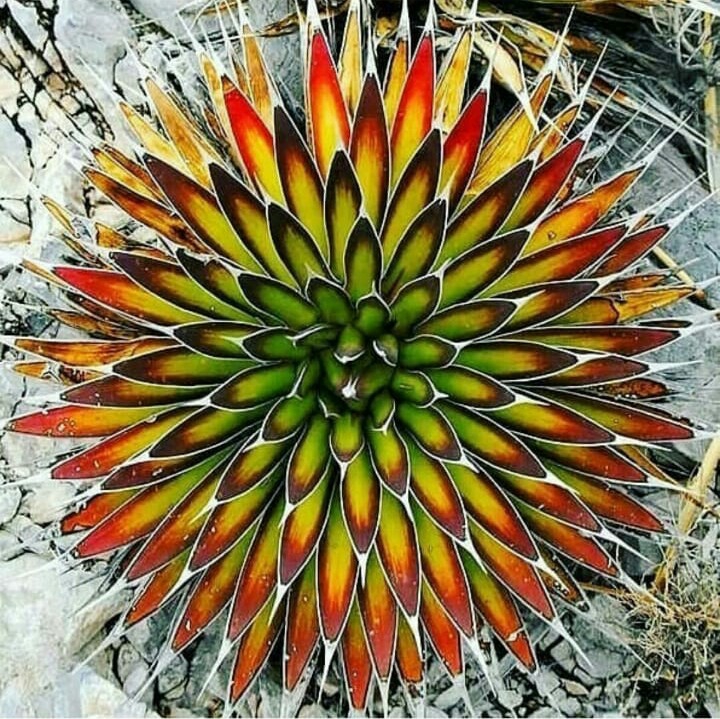 صبار Cactus