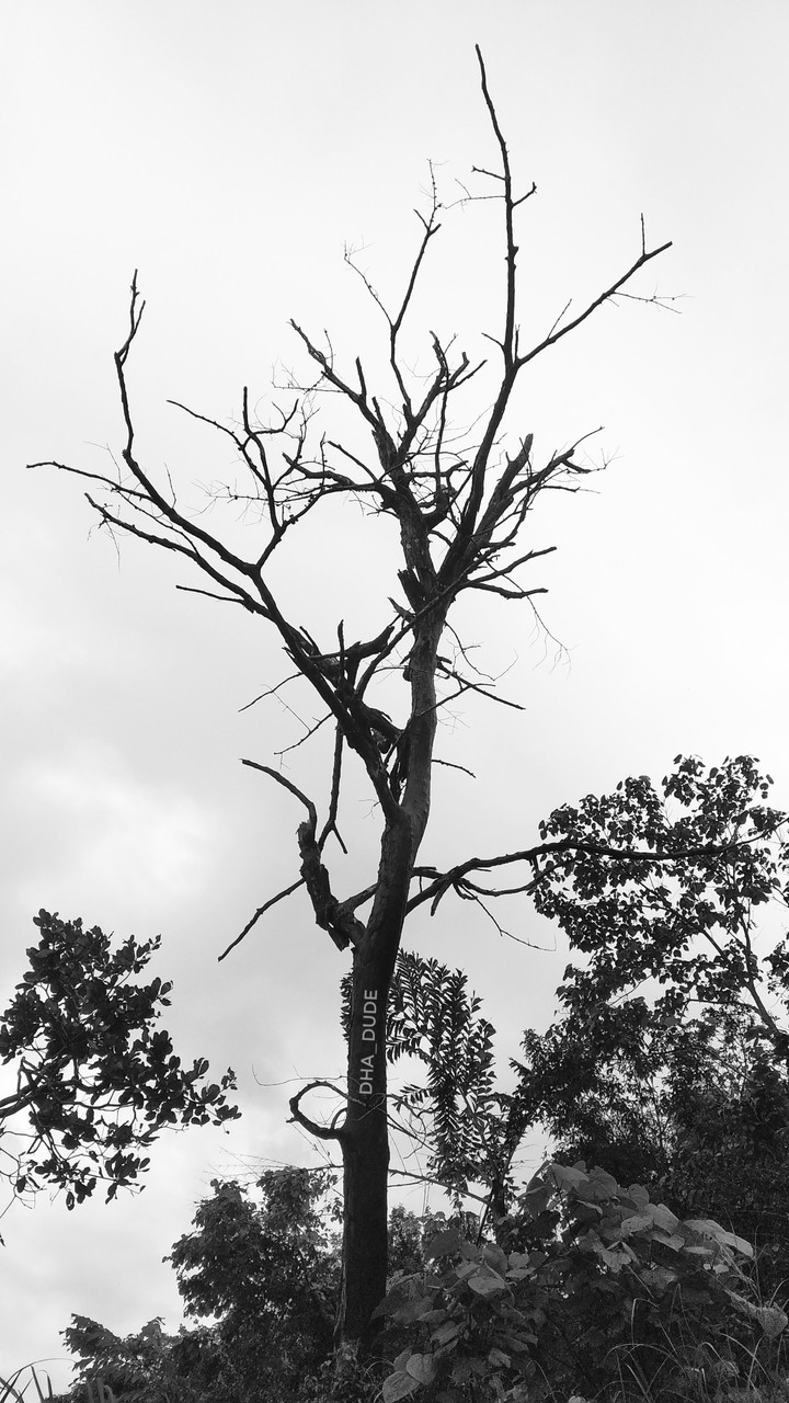 Nature Black and White