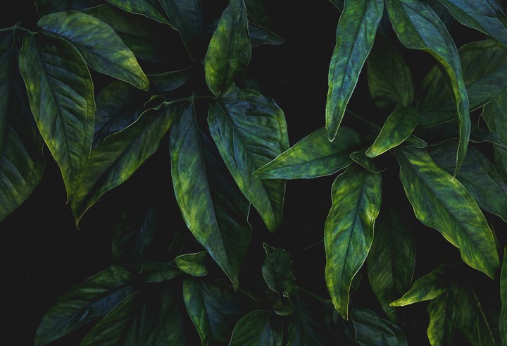 green leaves