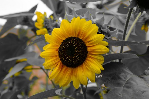 Sunflower