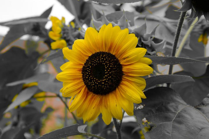 Sunflower