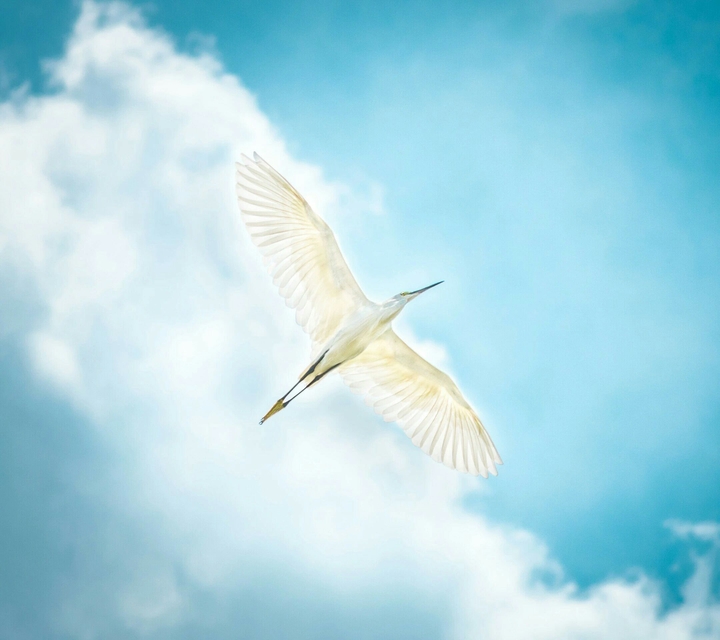 bird