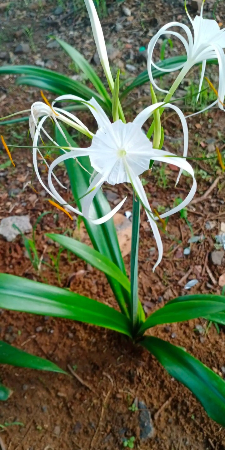 ?
