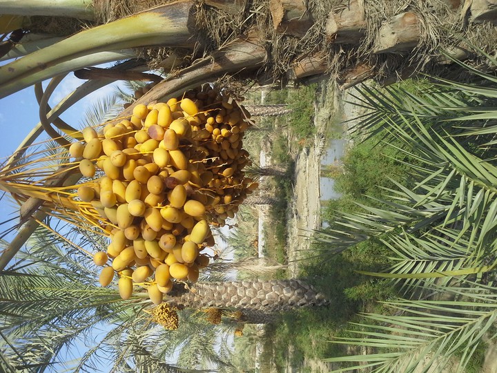 dashtestan.dalaki