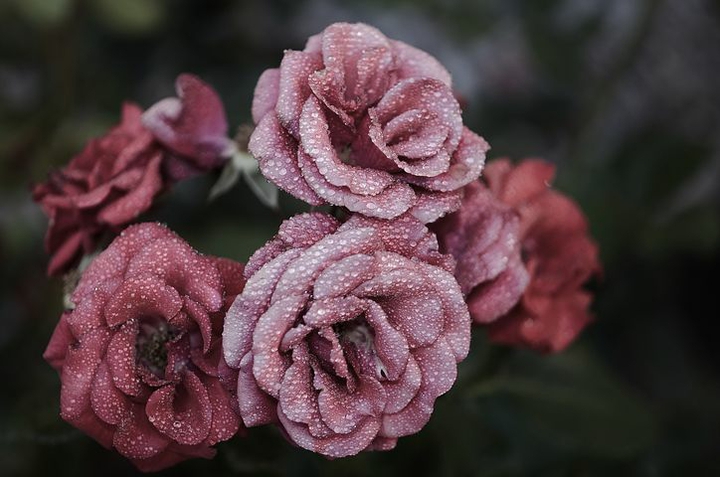 dewy mauve roses