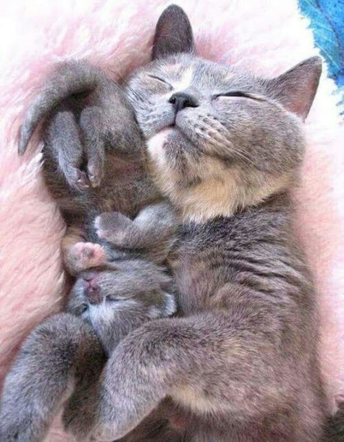 cats