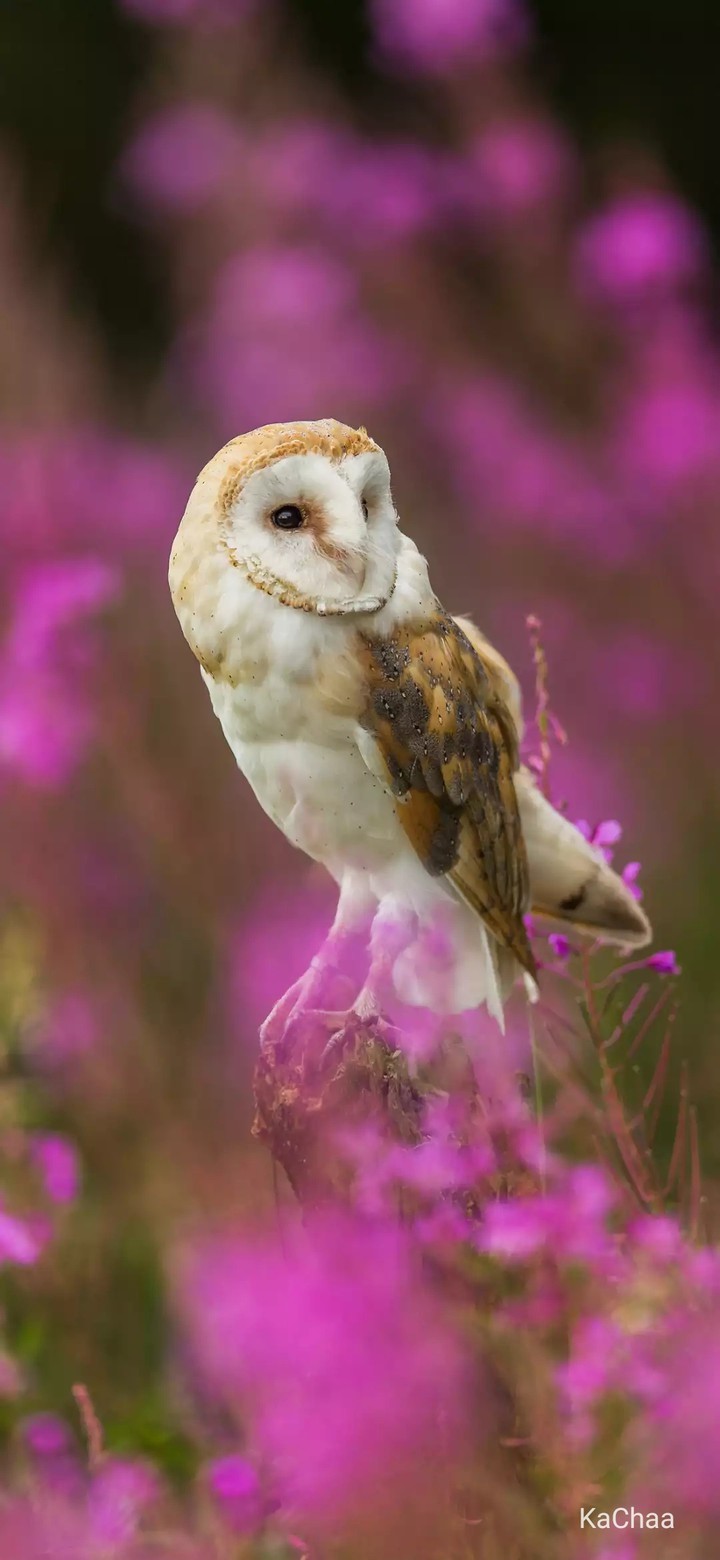 owl