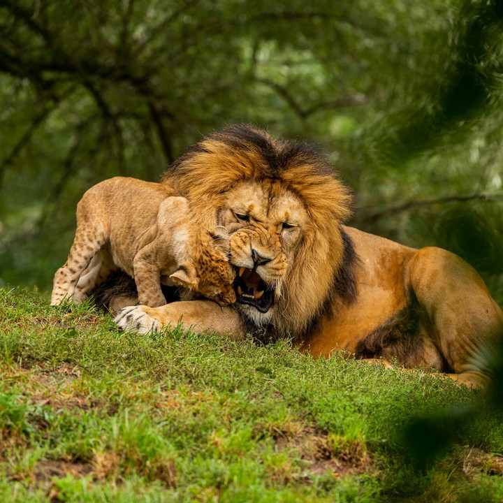 lion