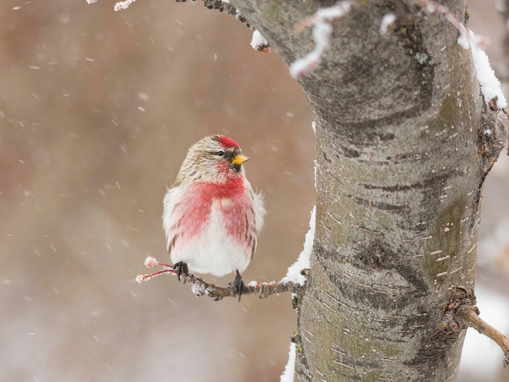 cute bird..