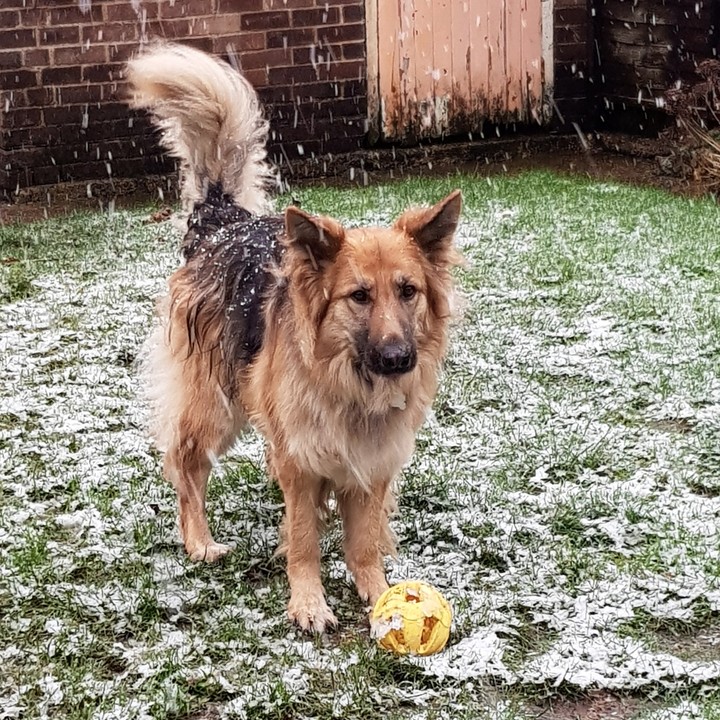 Dog in the Snow