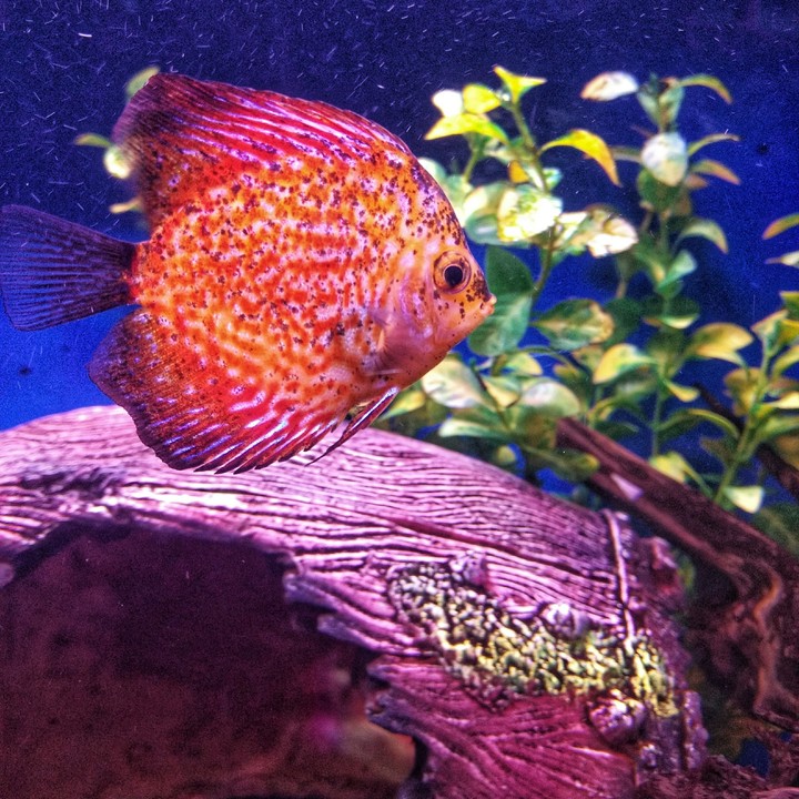 Fish