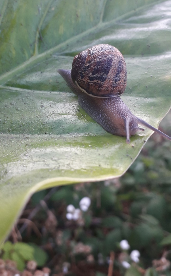 snail