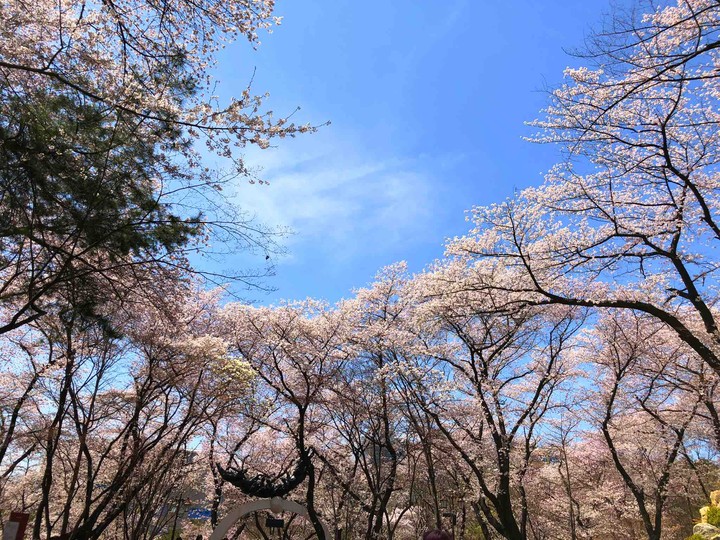 sakura