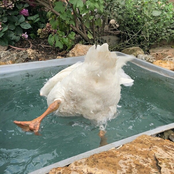 _