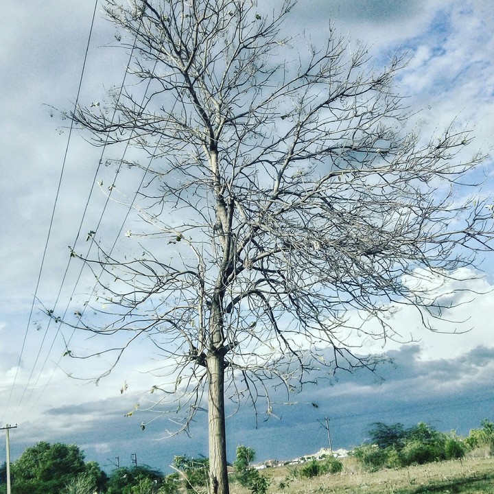 tree