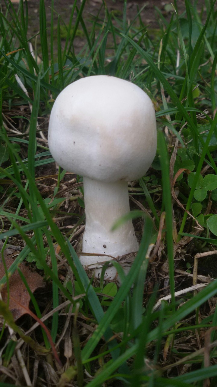 Herbstbote
