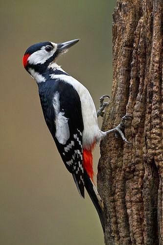 Woodpecker