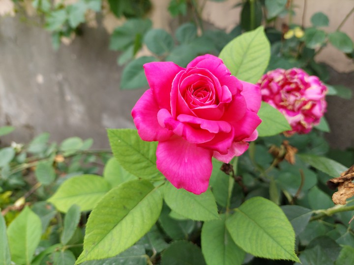 pink flower