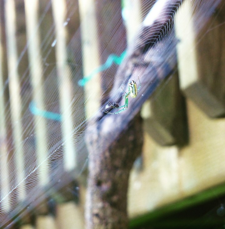 Aracnaphobia
