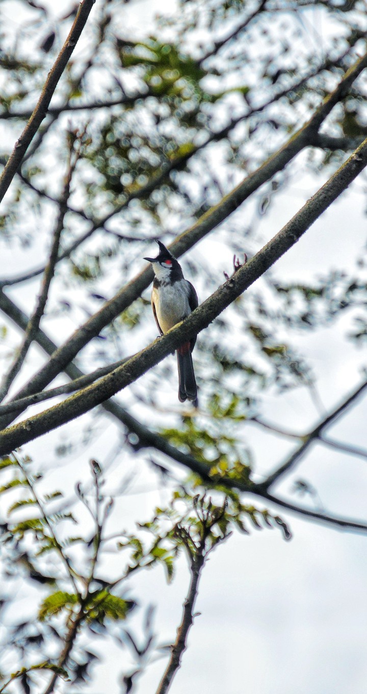 Bird branch