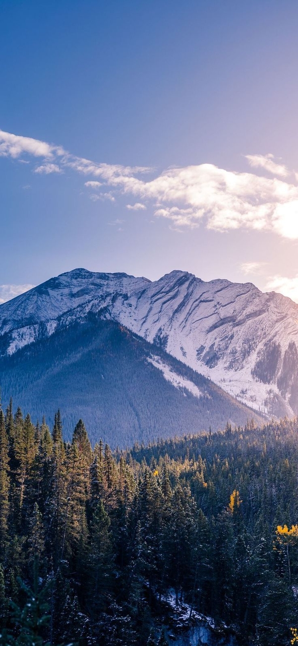ταπετσαρίες Wilderness, winter
