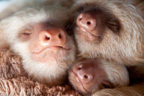 ταπετσαρίες fauna, fur
