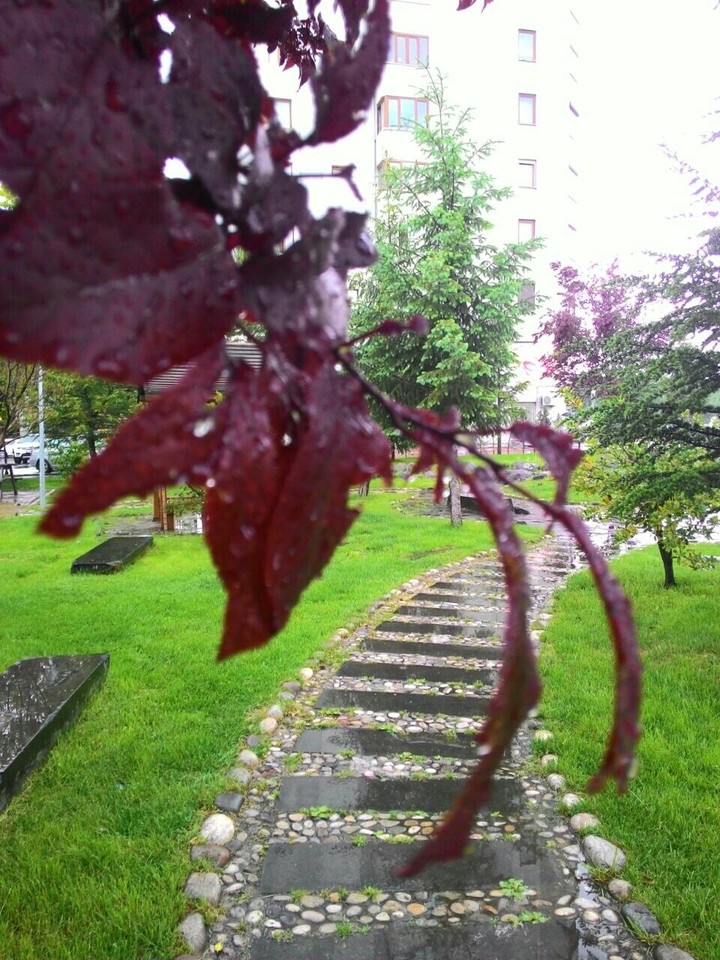 Yol
