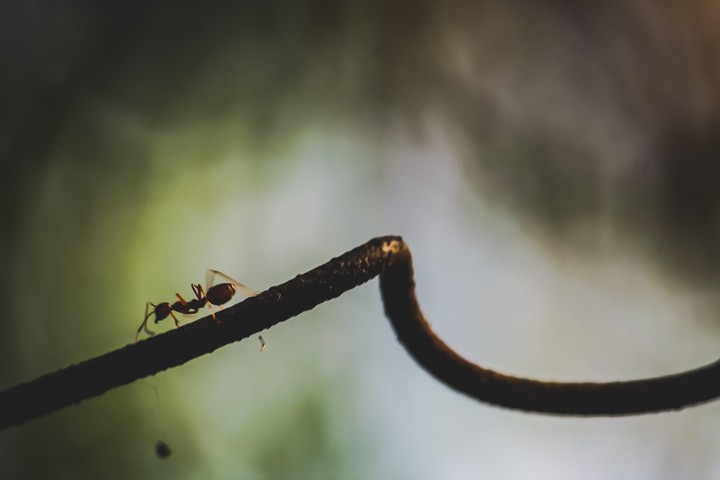 The lonely Ant