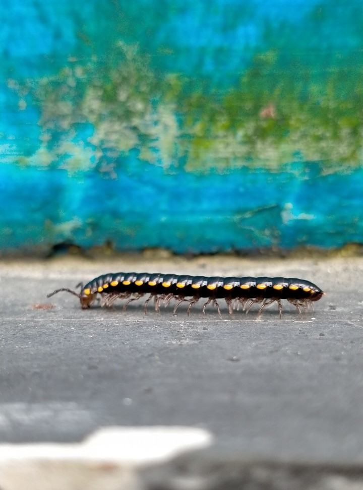 centipedes