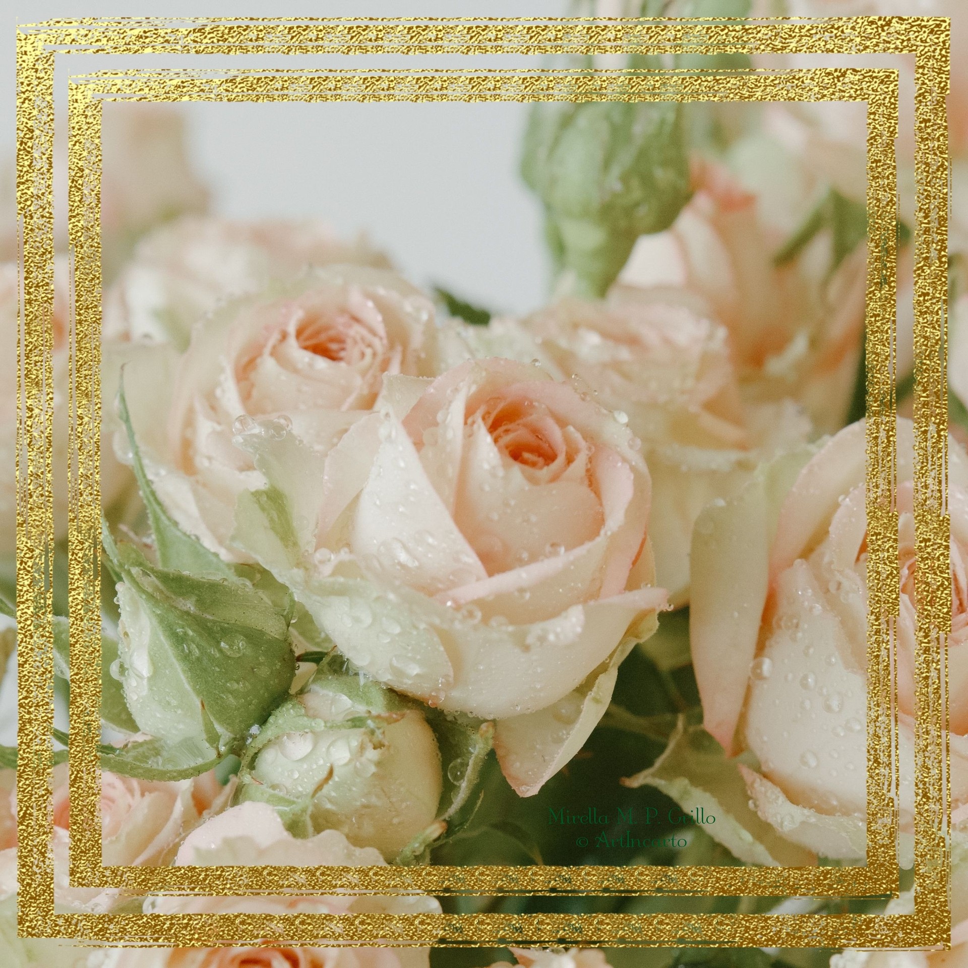 Rose bianco rosa